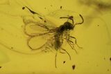 Fossil Wasp, Fly, Mite and Oak Hair In Baltic Amber #84672-3